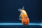 Juvenile Ranchu  Calico 3 Inch (ID#1231R9b-46) Free2Day SHIPPING