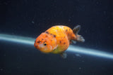 Juvenile Ranchu  Calico 3 Inch (ID#1231R9b-46) Free2Day SHIPPING