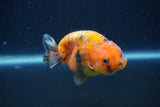 Juvenile Ranchu  Calico 3 Inch (ID#1231R9b-46) Free2Day SHIPPING