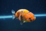 Juvenile Ranchu  Calico 3 Inch (ID#1231R9b-46) Free2Day SHIPPING