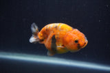 Juvenile Ranchu  Calico 3 Inch (ID#1231R9b-46) Free2Day SHIPPING