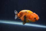 Juvenile Ranchu  Calico 3 Inch (ID#1231R9b-46) Free2Day SHIPPING