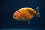 Juvenile Ranchu  Calico 3 Inch (ID#1231R9b-46) Free2Day SHIPPING