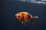 Juvenile Ranchu  Calico 3.5 Inch (ID#1231R9b-47) Free2Day SHIPPING