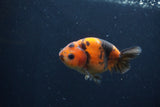 Juvenile Ranchu  Calico 3.5 Inch (ID#1231R9b-47) Free2Day SHIPPING