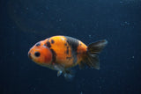 Juvenile Ranchu  Calico 3.5 Inch (ID#1231R9b-47) Free2Day SHIPPING