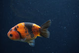 Juvenile Ranchu  Calico 3.5 Inch (ID#1231R9b-47) Free2Day SHIPPING