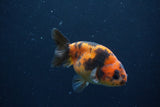 Juvenile Ranchu  Calico 3.5 Inch (ID#1231R9b-47) Free2Day SHIPPING