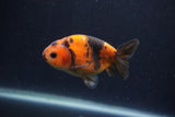 Juvenile Ranchu  Calico 3.5 Inch (ID#1231R9b-47) Free2Day SHIPPING