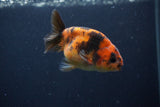 Juvenile Ranchu  Calico 3.5 Inch (ID#1231R9b-47) Free2Day SHIPPING