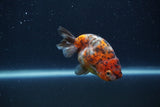 Juvenile Ranchu  Calico 3.5 Inch (ID#1231R9b-48) Free2Day SHIPPING