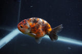 Juvenile Ranchu  Calico 3.5 Inch (ID#1231R9b-48) Free2Day SHIPPING