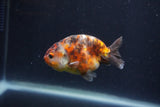 Juvenile Ranchu  Calico 3.5 Inch (ID#1231R9b-48) Free2Day SHIPPING