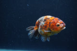 Juvenile Ranchu  Calico 3.5 Inch (ID#1231R9b-48) Free2Day SHIPPING