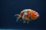 Juvenile Ranchu  Calico 3.5 Inch (ID#1231R9b-48) Free2Day SHIPPING