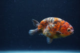 Juvenile Ranchu  Calico 3.5 Inch (ID#1231R9b-48) Free2Day SHIPPING