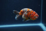 Juvenile Ranchu  Calico 3.5 Inch (ID#1231R9b-48) Free2Day SHIPPING