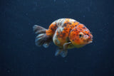 Juvenile Ranchu  Calico 3.5 Inch (ID#1231R9b-48) Free2Day SHIPPING