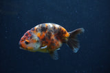 Juvenile Ranchu  Calico 3.5 Inch (ID#1231R9b-48) Free2Day SHIPPING