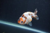 Juvenile Ranchu  Calico 3.5 Inch (ID#1231R9b-49) Free2Day SHIPPING