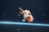 Juvenile Ranchu  Calico 3.5 Inch (ID#1231R9b-49) Free2Day SHIPPING