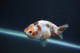 Juvenile Ranchu  Calico 3.5 Inch (ID#1231R9b-49) Free2Day SHIPPING