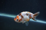 Juvenile Ranchu  Calico 3.5 Inch (ID#1231R9b-49) Free2Day SHIPPING