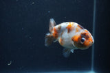 Juvenile Ranchu  Calico 3.5 Inch (ID#1231R9b-49) Free2Day SHIPPING