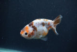 Juvenile Ranchu  Calico 3.5 Inch (ID#1231R9b-49) Free2Day SHIPPING