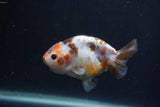 Juvenile Ranchu  Calico 3.5 Inch (ID#1231R9b-49) Free2Day SHIPPING