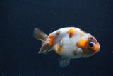 Juvenile Ranchu  Calico 3.5 Inch (ID#1231R9b-49) Free2Day SHIPPING