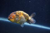 Juvenile Ranchu  Calico 3.5 Inch (ID#1231R9b-50) Free2Day SHIPPING