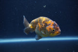 Juvenile Ranchu  Calico 3.5 Inch (ID#1231R9b-50) Free2Day SHIPPING