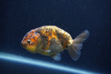 Juvenile Ranchu  Calico 3.5 Inch (ID#1231R9b-50) Free2Day SHIPPING