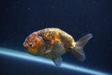 Juvenile Ranchu  Calico 3.5 Inch (ID#1231R9b-50) Free2Day SHIPPING