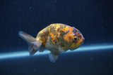 Juvenile Ranchu  Calico 3.5 Inch (ID#1231R9b-50) Free2Day SHIPPING