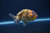 Juvenile Ranchu  Calico 3.5 Inch (ID#1231R9b-50) Free2Day SHIPPING