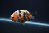 Juvenile Ranchu  Calico 3.5 Inch (ID#1231R9b-51) Free2Day SHIPPING