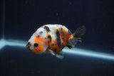 Juvenile Ranchu  Calico 3.5 Inch (ID#1231R9b-51) Free2Day SHIPPING