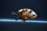 Juvenile Ranchu  Calico 3.5 Inch (ID#1231R9b-51) Free2Day SHIPPING