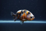 Juvenile Ranchu  Calico 3.5 Inch (ID#1231R9b-51) Free2Day SHIPPING