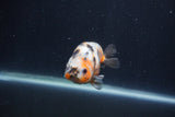 Juvenile Ranchu  Calico 3.5 Inch (ID#1231R9b-51) Free2Day SHIPPING