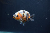 Juvenile Ranchu  Calico 3.5 Inch (ID#1231R9b-51) Free2Day SHIPPING