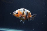 Juvenile Ranchu  Calico 3.5 Inch (ID#1231R9b-51) Free2Day SHIPPING