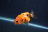 Juvenile Ranchu  Calico 3.5 Inch (ID#1231R9b-52) Free2Day SHIPPING