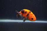 Juvenile Ranchu  Calico 3.5 Inch (ID#1231R9b-52) Free2Day SHIPPING