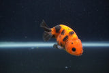 Juvenile Ranchu  Calico 3.5 Inch (ID#1231R9b-52) Free2Day SHIPPING