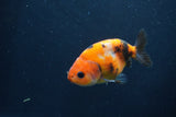 Juvenile Ranchu  Calico 3.5 Inch (ID#1231R9b-52) Free2Day SHIPPING