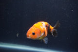 Juvenile Ranchu  Calico 3.5 Inch (ID#1231R9b-52) Free2Day SHIPPING