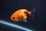 Juvenile Ranchu  Calico 3.5 Inch (ID#1231R9b-52) Free2Day SHIPPING